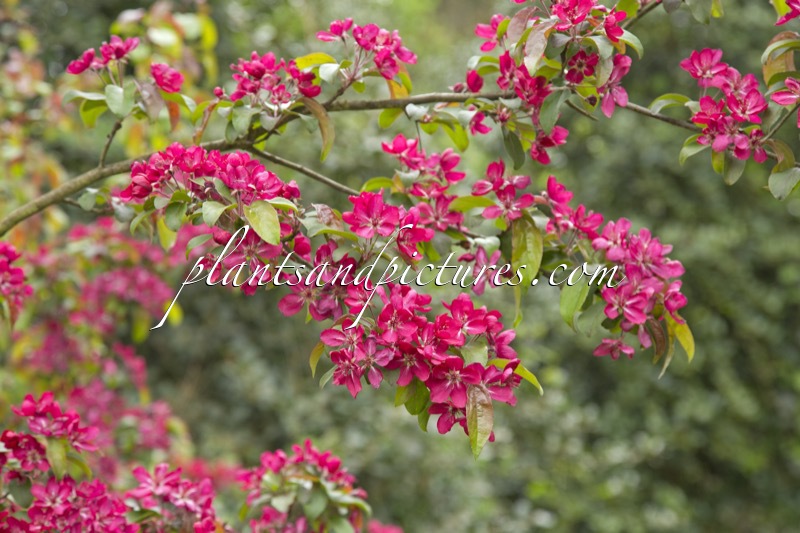 Malus ‘Red Baron’