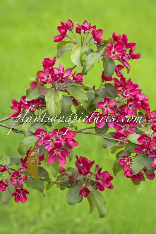 Malus ‘Red Baron’
