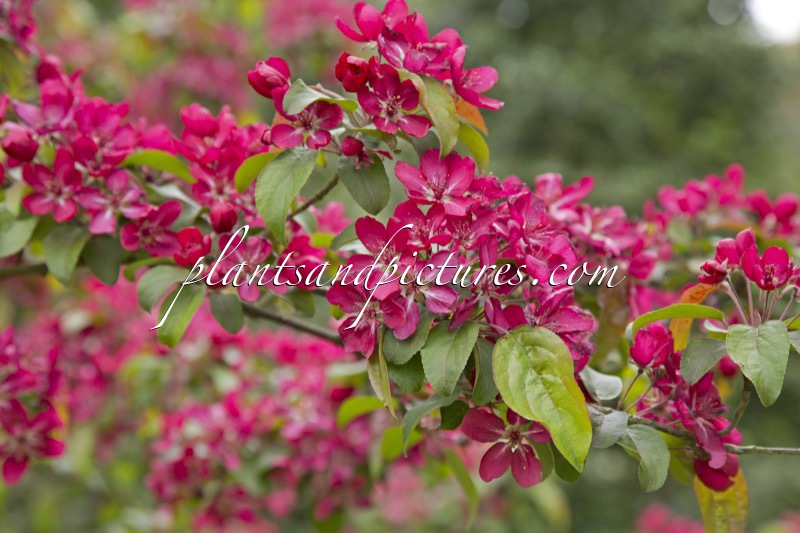 Malus ‘Red Baron’