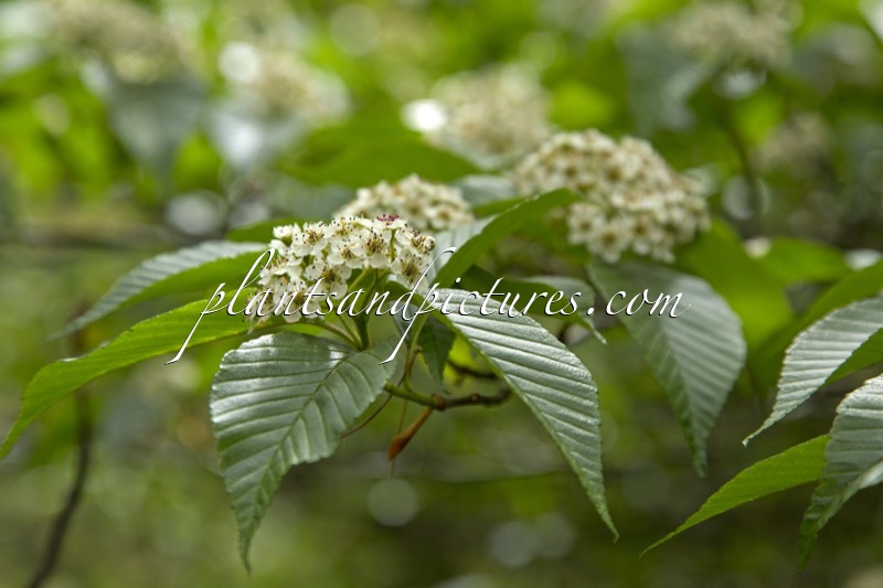 Sorbus caloneura