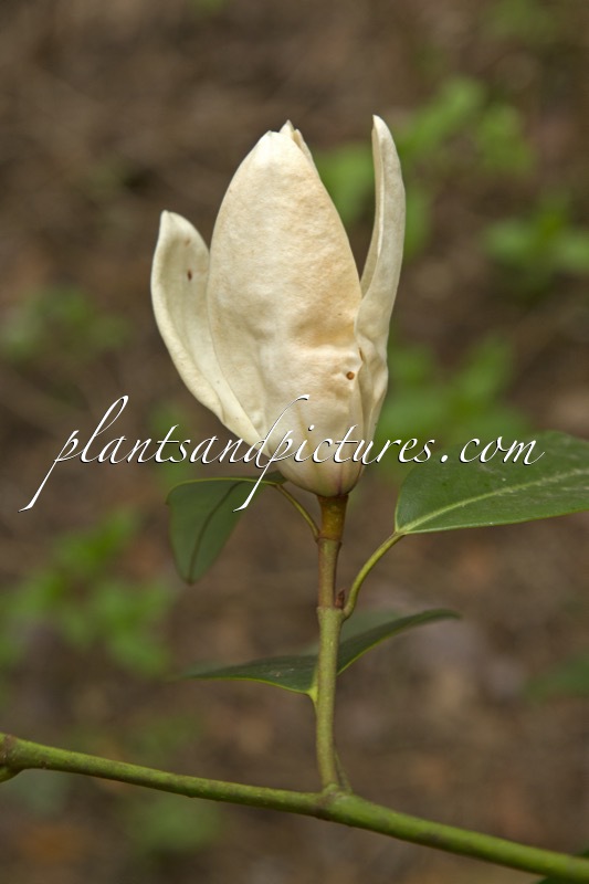 Magnolia cavaleriei