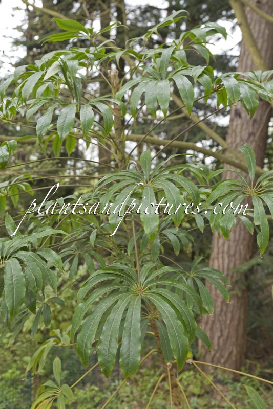 Schefflera taiwaniana