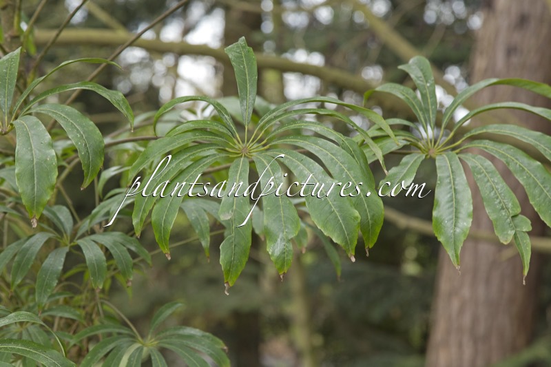 Schefflera taiwaniana