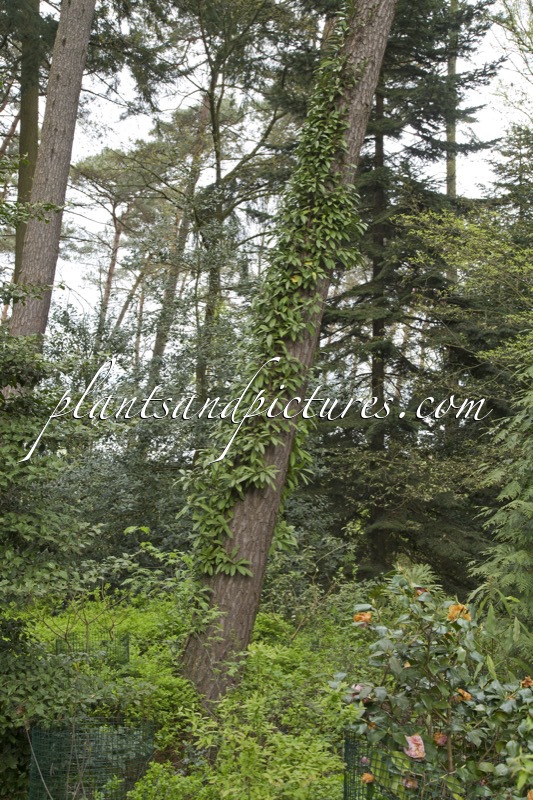 Pileostegia viburnoides