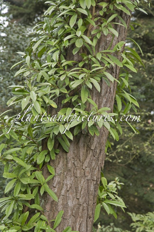 Pileostegia viburnoides