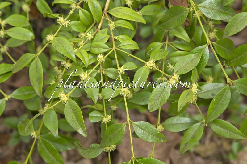 Buxus henryi