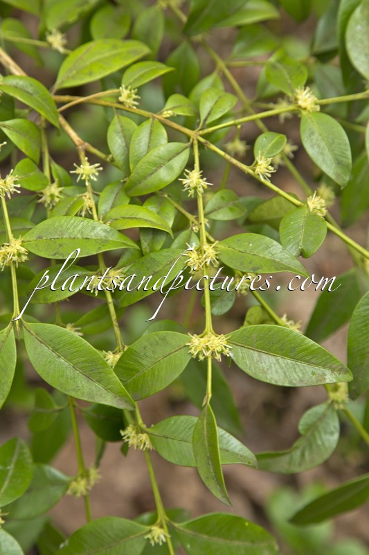 Buxus henryi