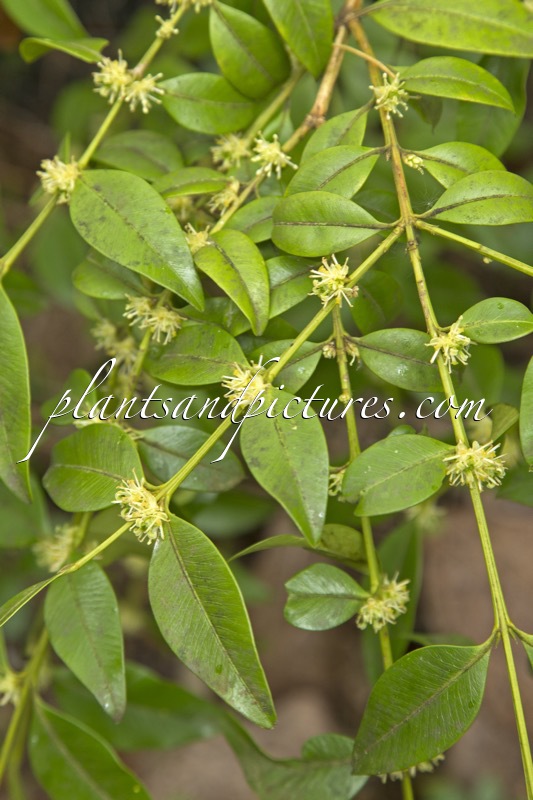 Buxus henryi