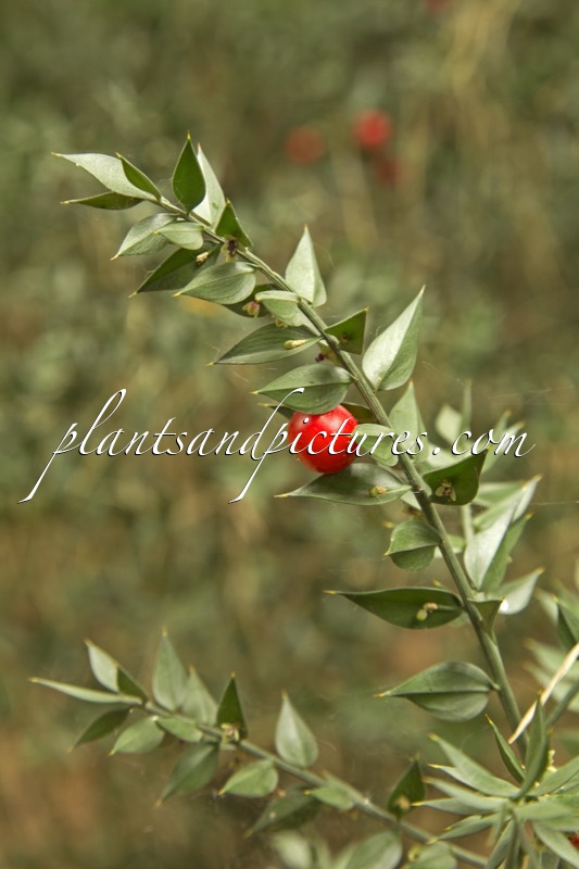 Ruscus aculeatus