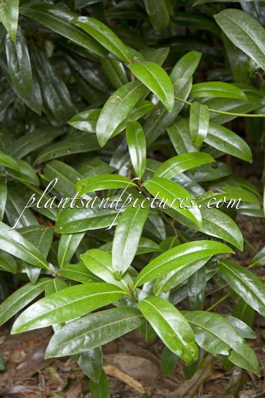 Magnolia grandiflora ‘Black Stem’