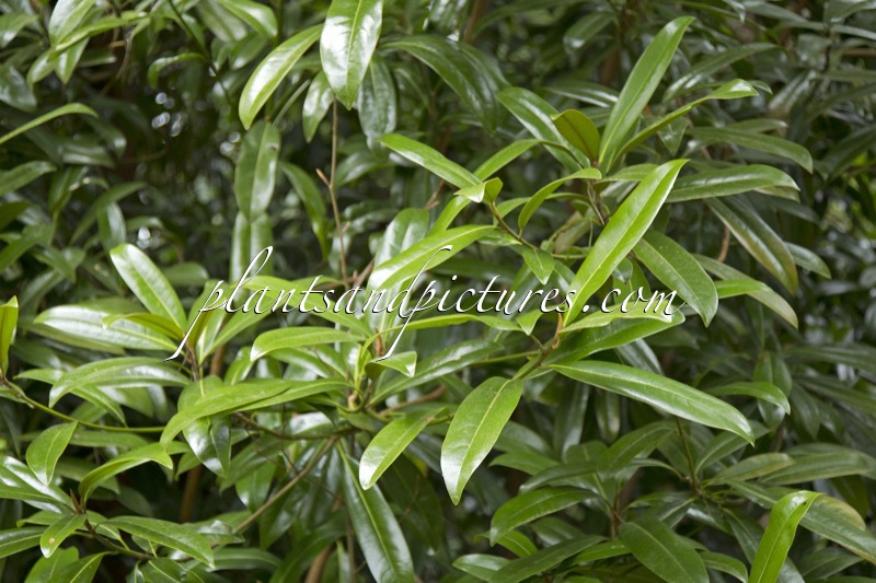 Magnolia grandiflora ‘Black Stem’