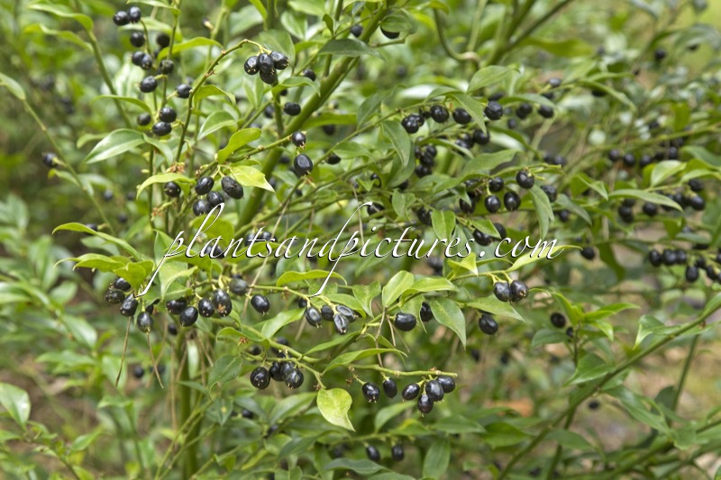 Sarcococca confusa