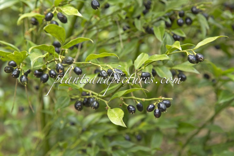 Sarcococca confusa