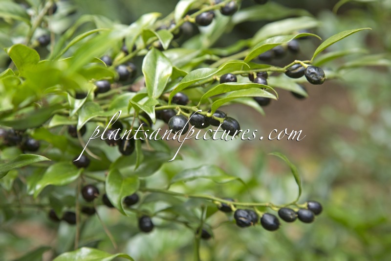 Sarcococca confusa