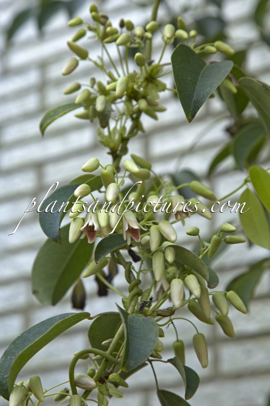 Stauntonia hexaphylla