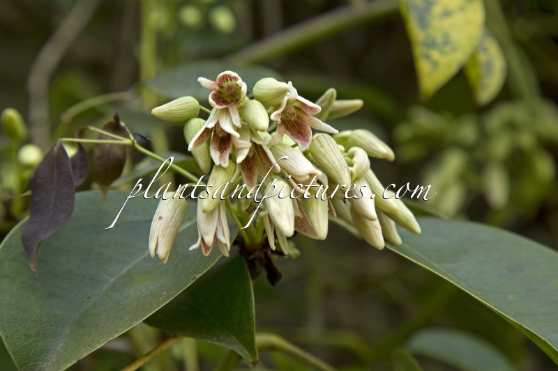 Stauntonia hexaphylla