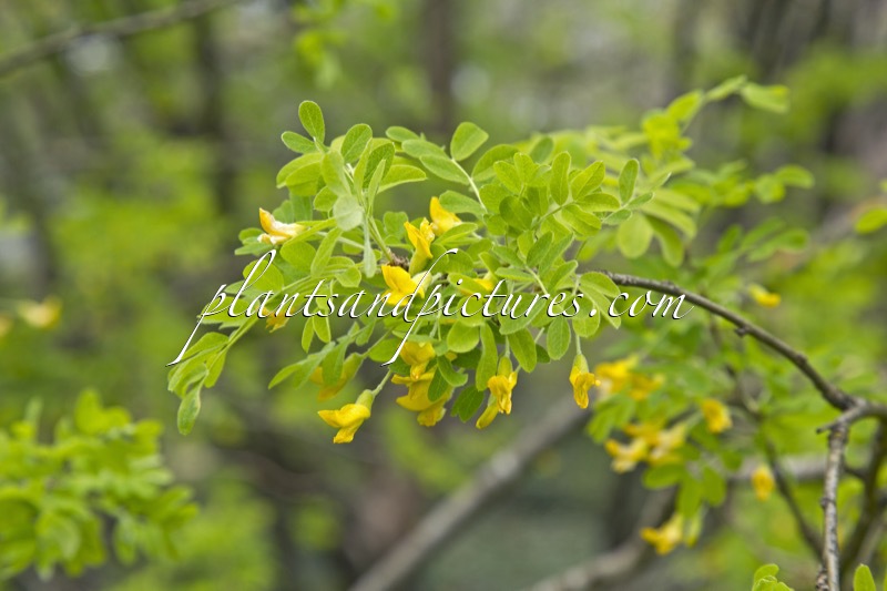 Caragana arborescens