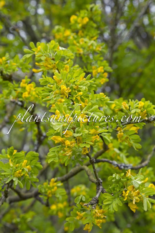 Caragana arborescens