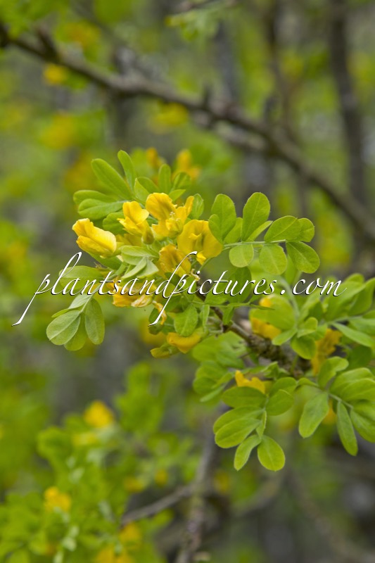 Caragana arborescens