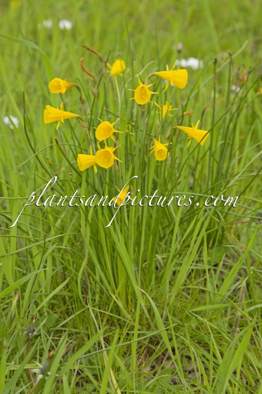 Narcissus bulbocodium