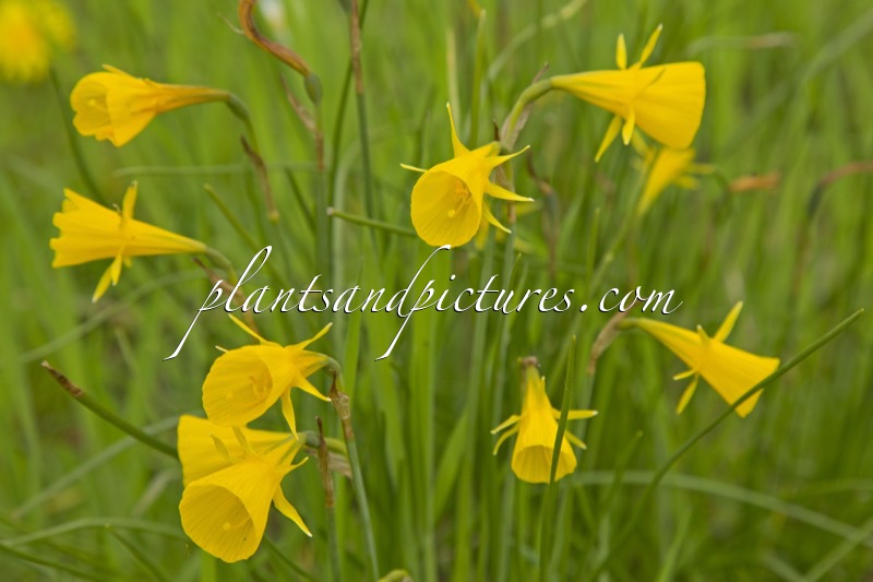 Narcissus bulbocodium