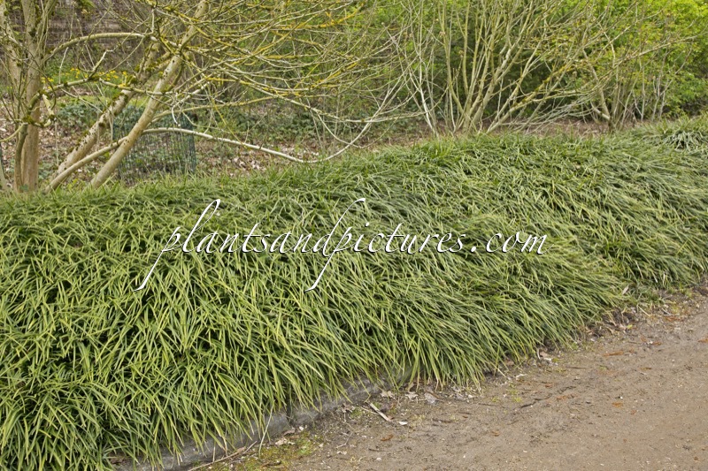 Ophiopogon planiscapus