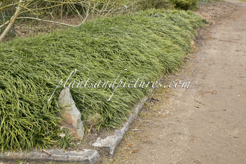 Ophiopogon planiscapus