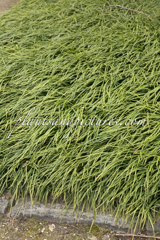 Ophiopogon planiscapus