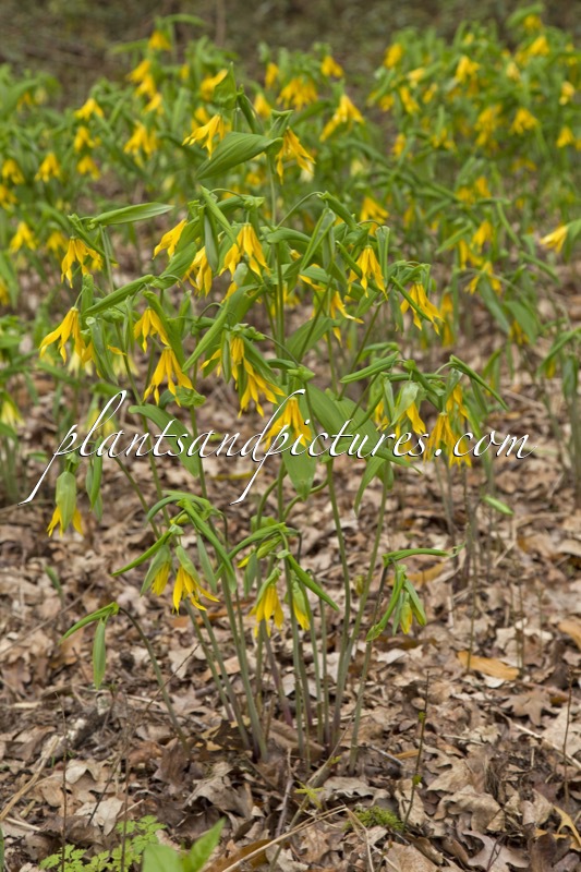 Uvalaria grandiflora