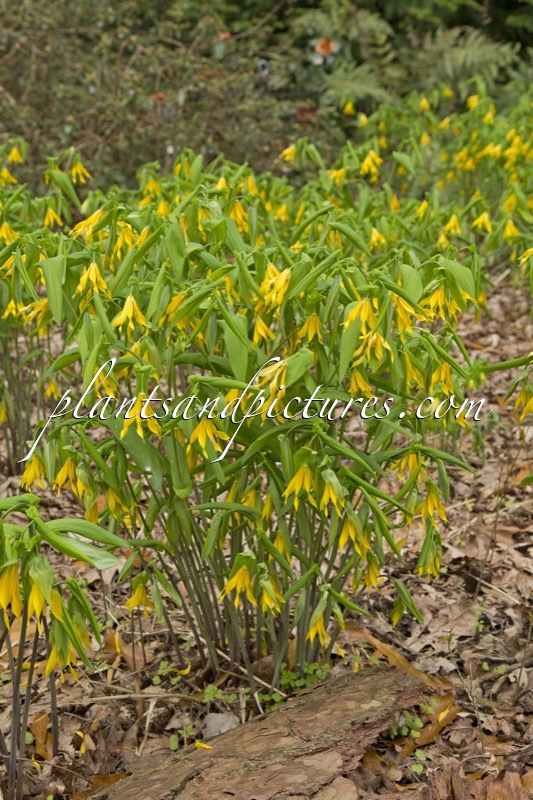 Uvalaria grandiflora