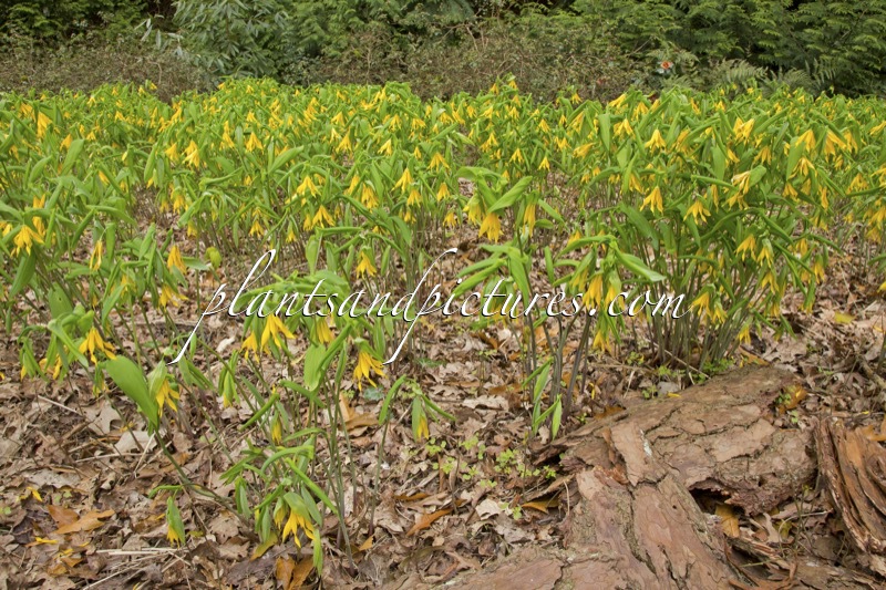 Uvalaria grandiflora
