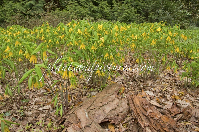 Uvalaria grandiflora