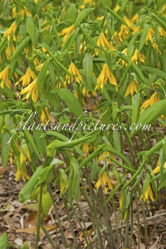 Uvalaria grandiflora