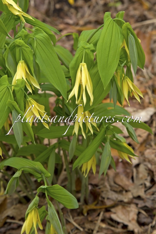 Uvalaria grandiflora subsp. pallida