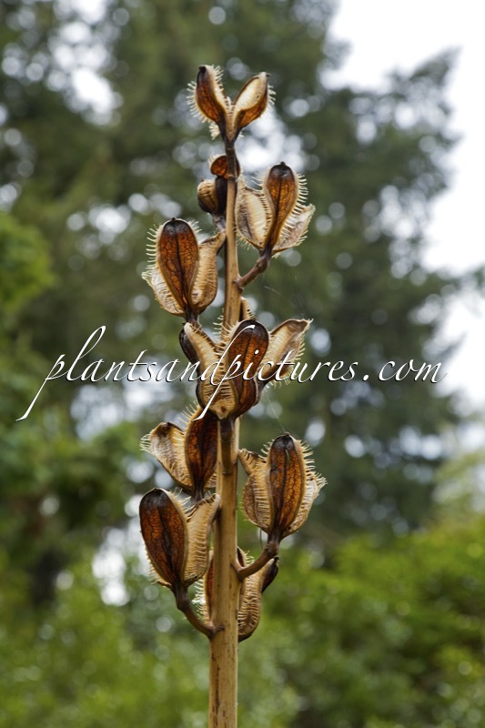 Cardiocrinum giganteum