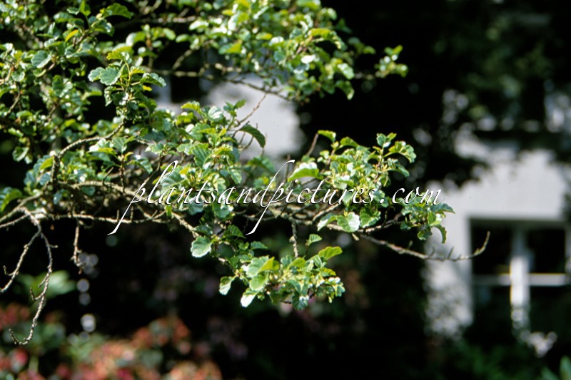Alnus glutinosa ‘Incisa’