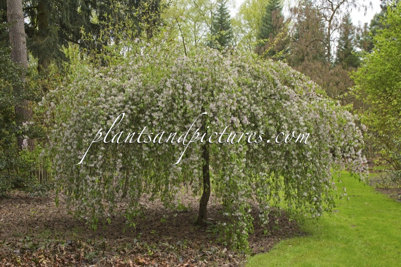Malus ‘Louisa’