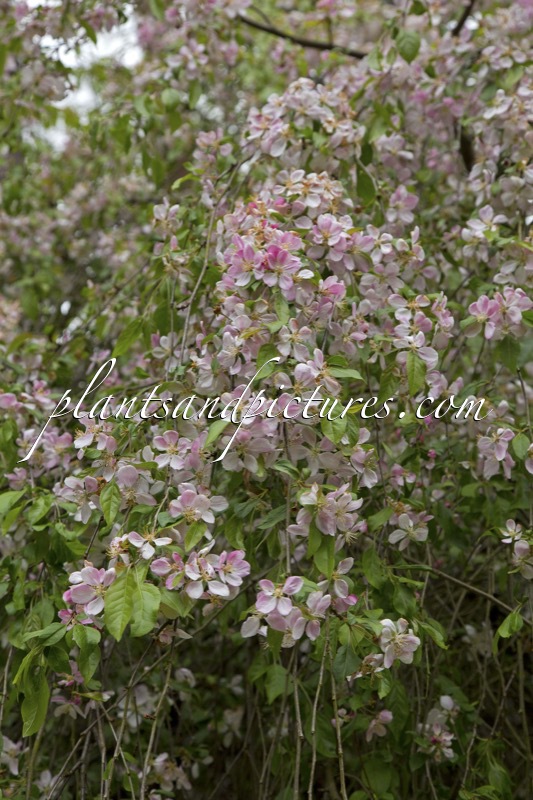 Malus ‘Louisa’