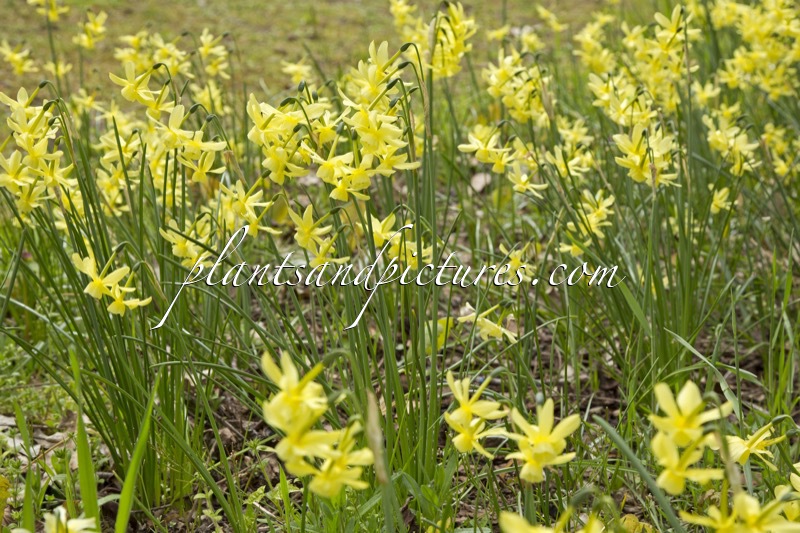 Narcissus ‘Hawera’