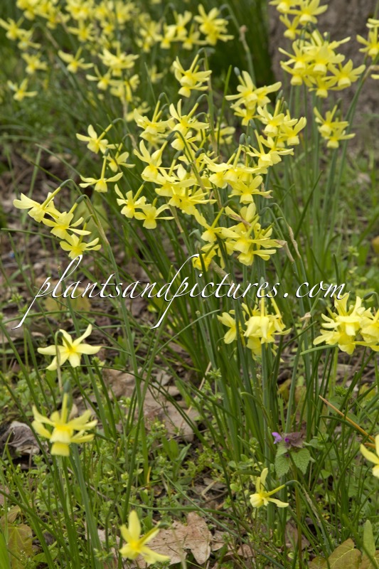 Narcissus ‘Hawera’