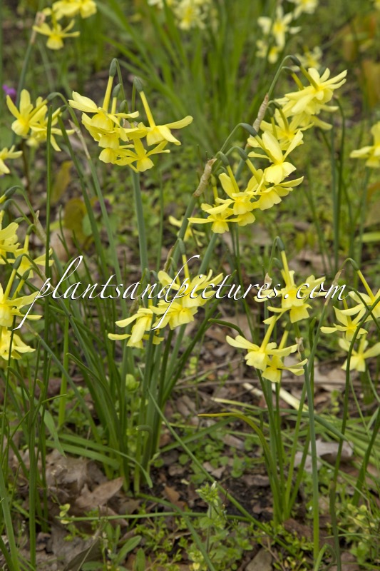 Narcissus ‘Hawera’