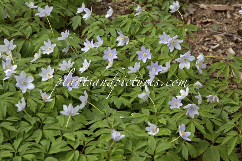 Anemone nemorosa ‘Robinsoniana’