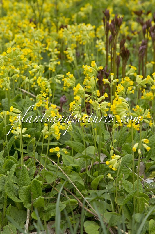 Primula veris