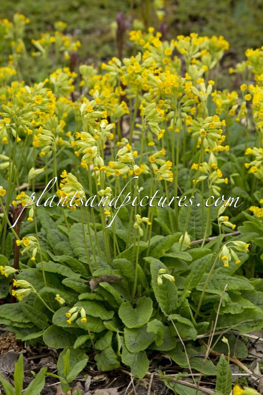 Primula veris