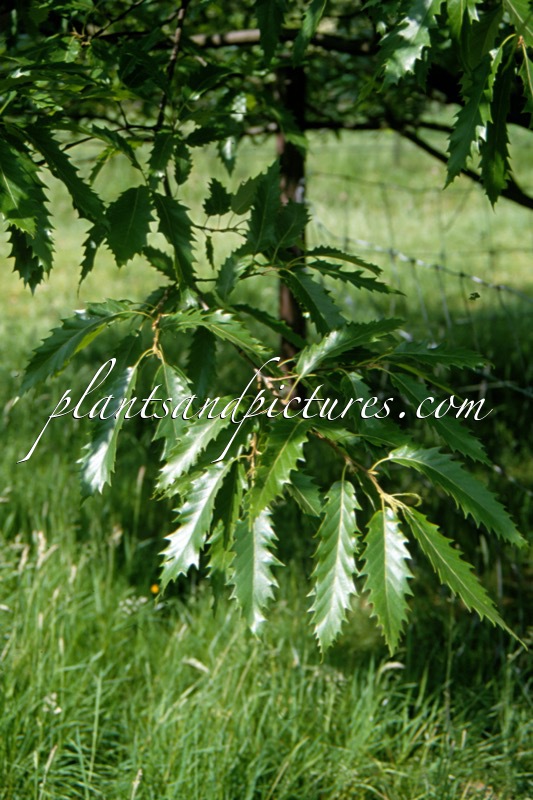 Quercus castaneifolia ‘Zuiderpark’