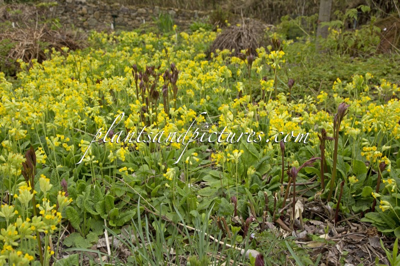 Primula veris