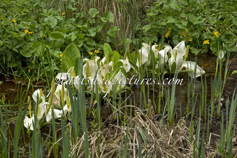 Lysichiton camtschatcensis