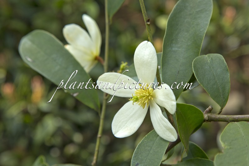 Magnolia laevifolia