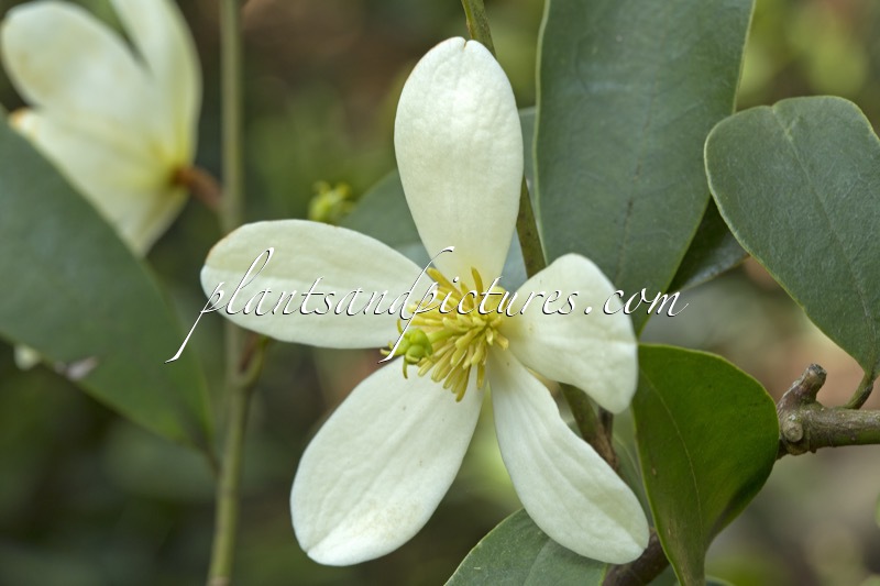 Magnolia laevifolia