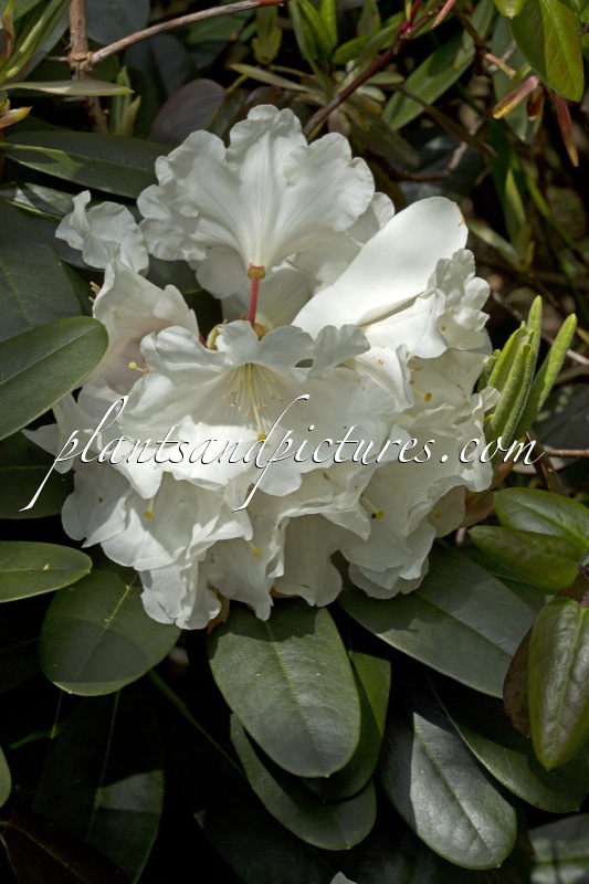 Rhododendron yakushimanum x Rhododendron decorum